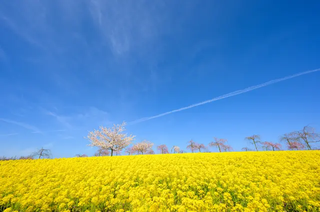 一面に咲く菜の花