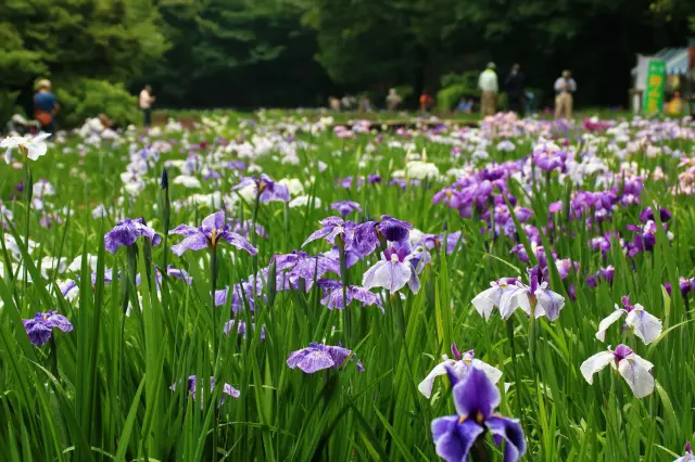 智光山公園