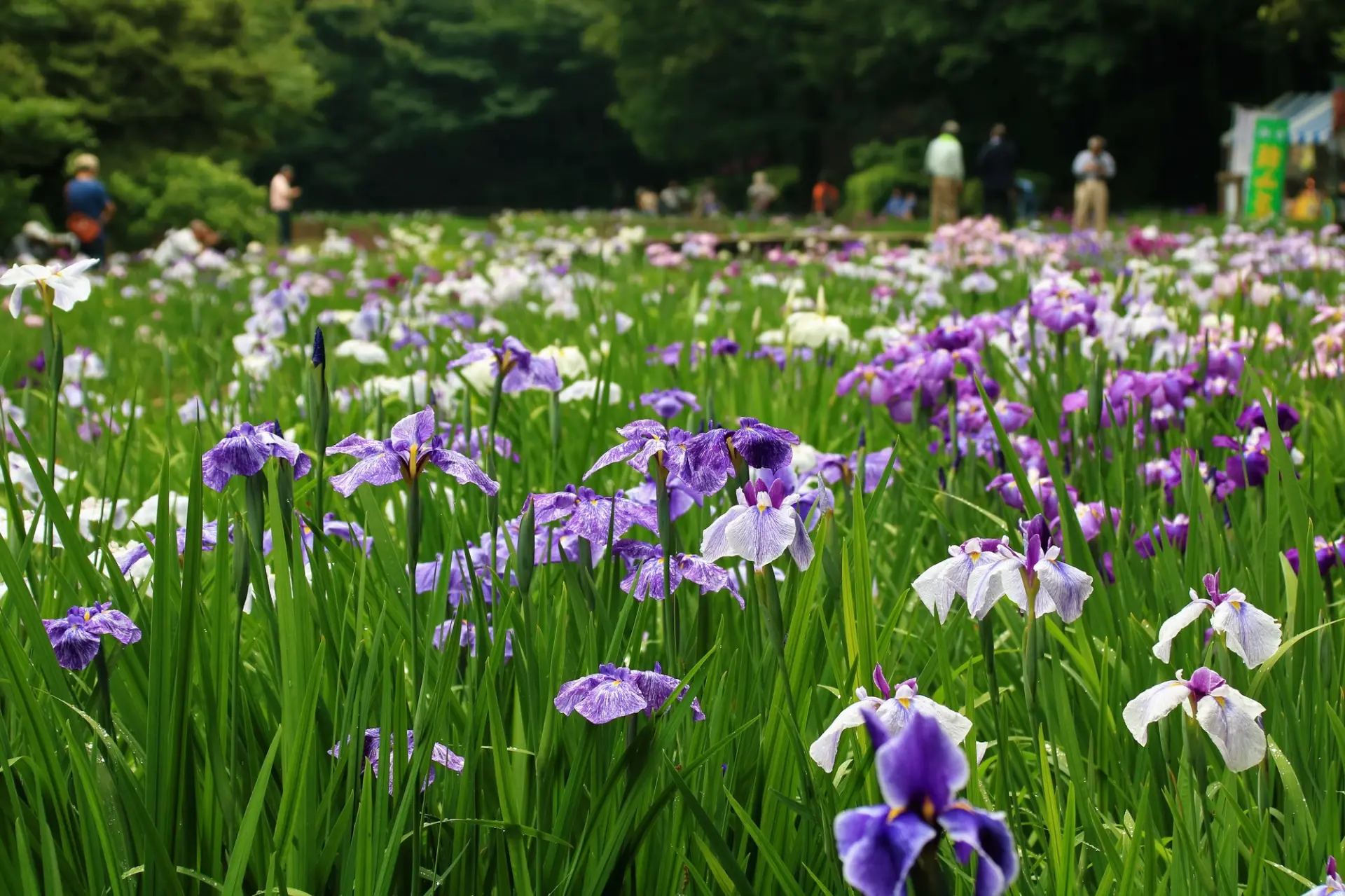 智光山公園
