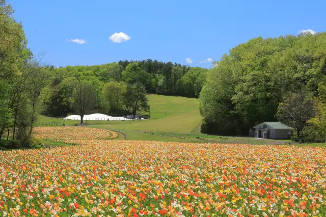 春は園内最大の花畑にアイスランドポピーが咲き誇る