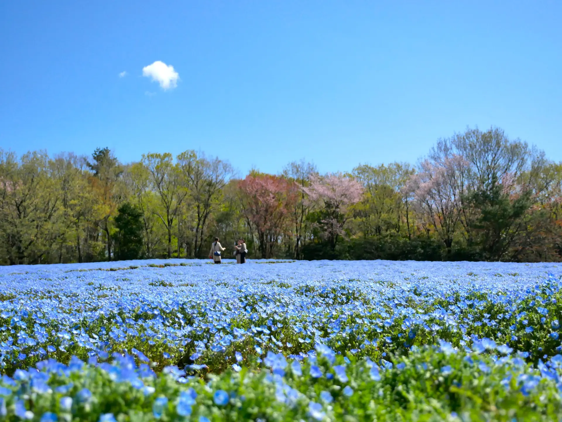 国営武蔵丘陵森林公園