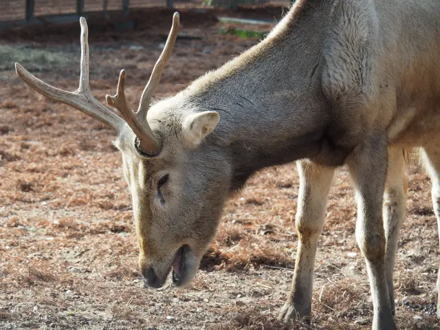 動物園で飼育されているシフゾウ