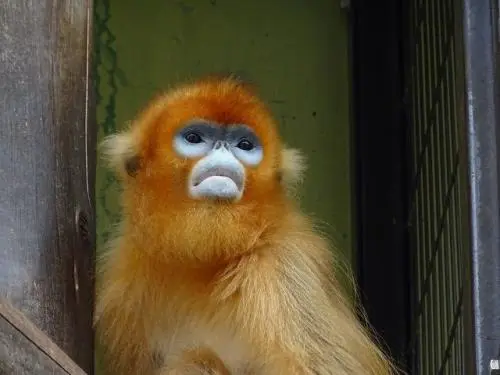 絶滅危惧種のキンシコウの観察もできる