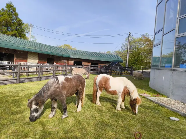 ポニーが飼育されるミニ動物園
