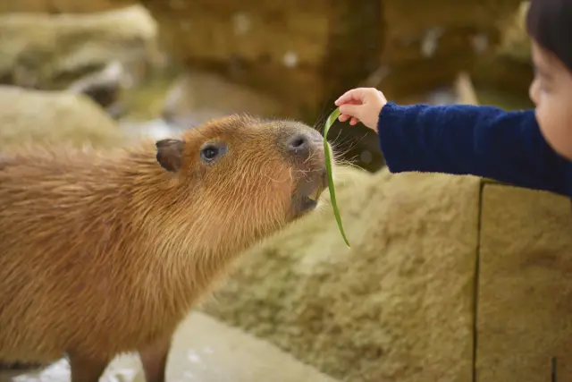 カピバラとのふれあいも