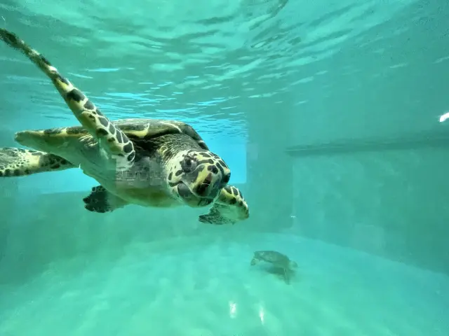 可看到海龜從眼前游過的模樣