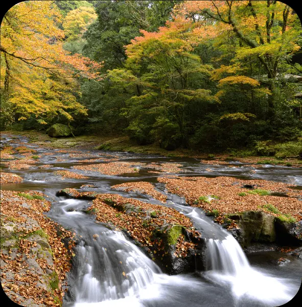 秋の紅葉シーズンは特に人気が高い