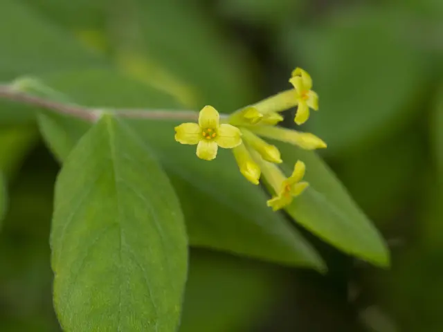 「雁皮」は繊維が細く短いのが特徴