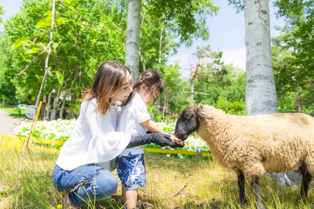 かわいい動物と触れ合える大自然に囲まれた「ひつじひろば」