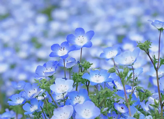 約20cmの草丈できれいな花を咲かせる