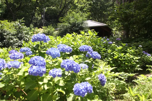 大阪府立 花の文化園