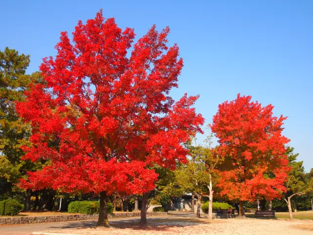 秋には紅葉スポットに