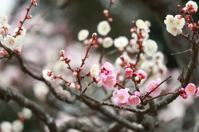 春には梅も鑑賞できる