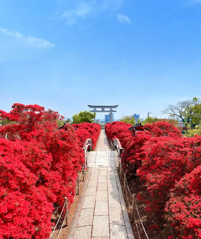 深紅の花を咲かせるキリシマツツジ