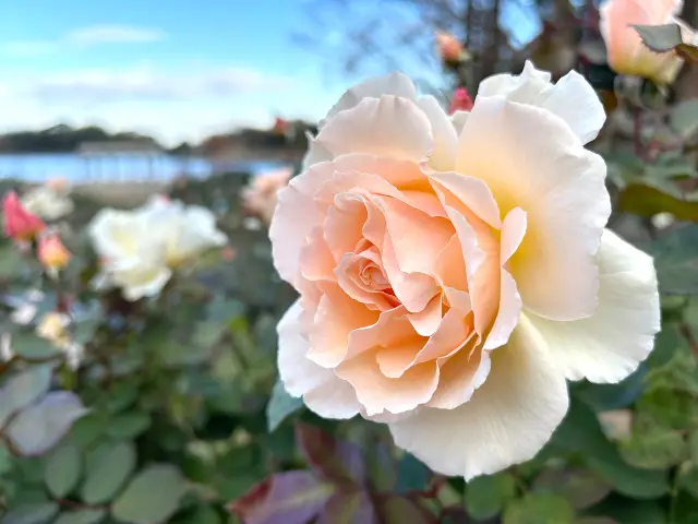 とんぼ池公園 春のローズフェア