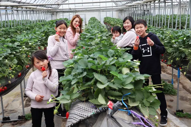 高設栽培を導入し、立った状態で収穫できる