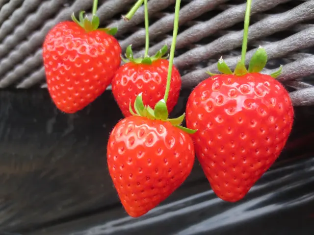 いちごは時期によって異なる品種が揃う