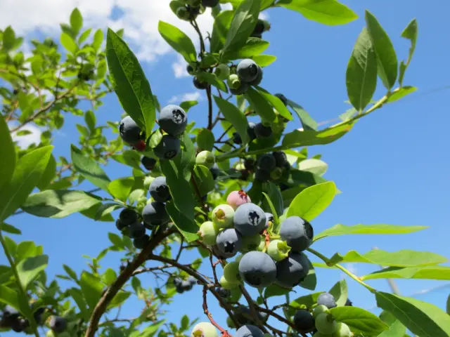 いわふねフルーツパーク