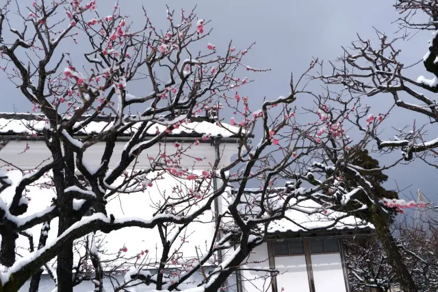 梅園の梅が早いものでは1月末頃から咲き始める