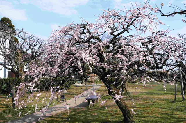 歴史ある邸宅に咲く大木の桜