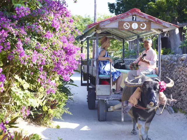 人気アクティビティの水牛車散歩