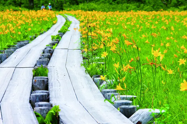 7月下旬になるとニッコウキスゲの黄色い花が湿原を彩る(大江湿原)