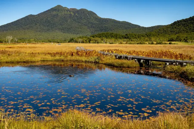 湿原の草がオレンジ色に染まる草紅葉は9月に入ると見られるようになる