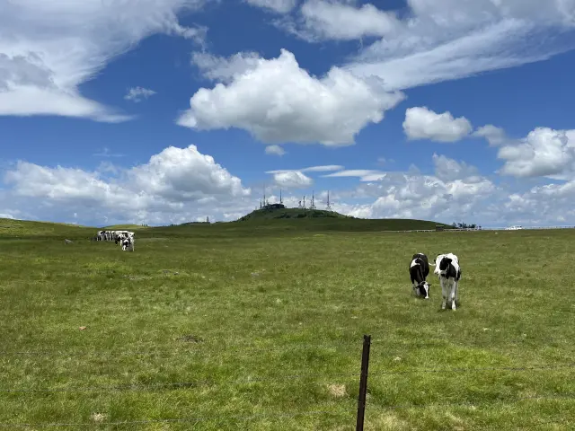牛たちが草を食むのどかな風景にも癒される