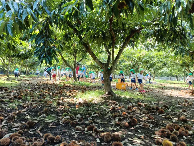 約20種・約1,600本の栗の木が植えられている