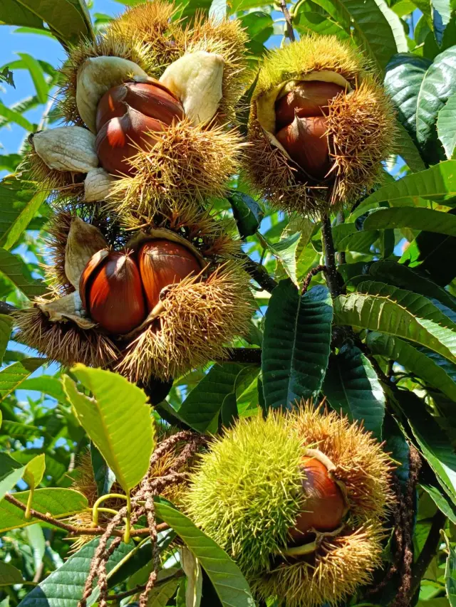 さまざまな品種の栗が育つ