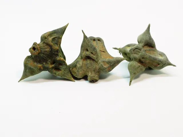 「まきびし」はヒシの実を原料にしていたことも