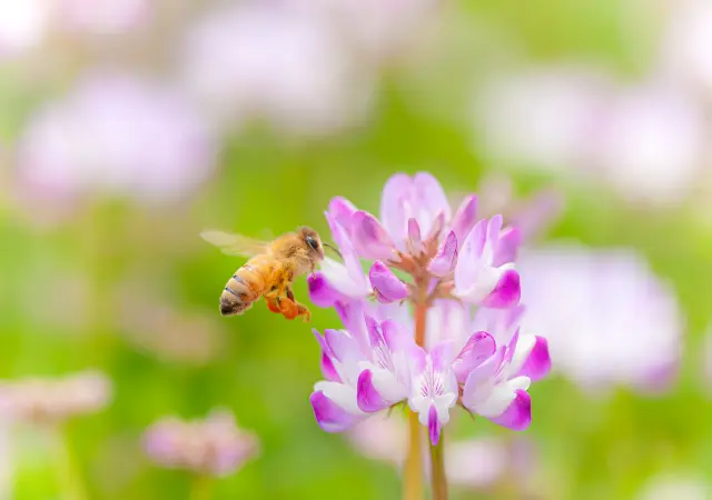 1種の花から採る単花蜜は花の個性が味わえる