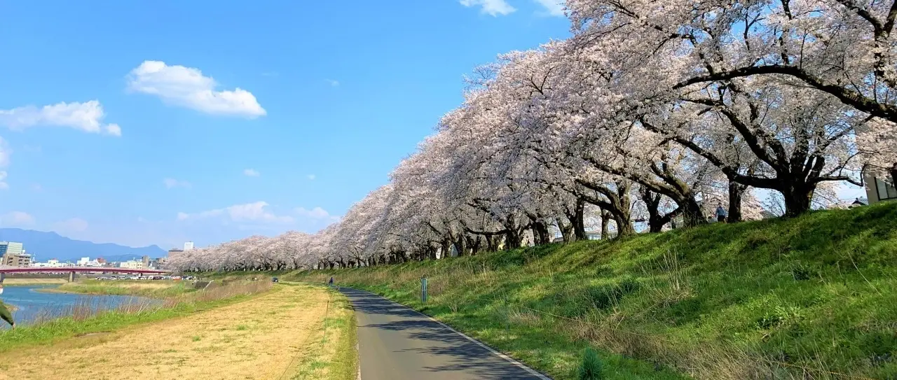 足羽川桜並木