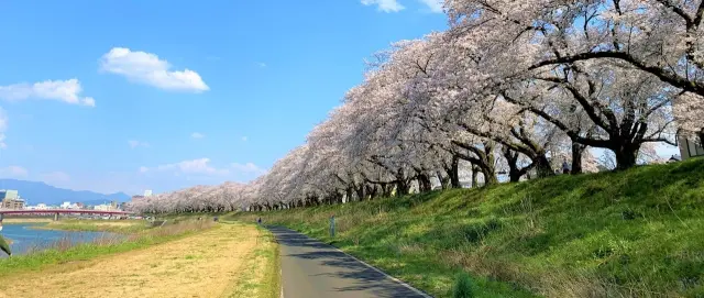 足羽川桜並木