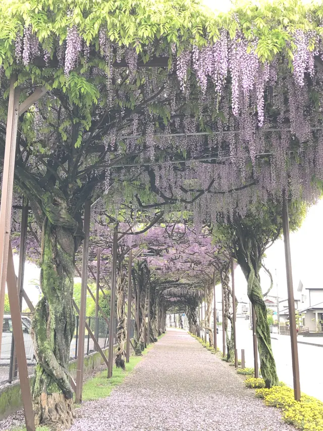 線路のレールを活用した「トンネル藤」 写真提供:八女市