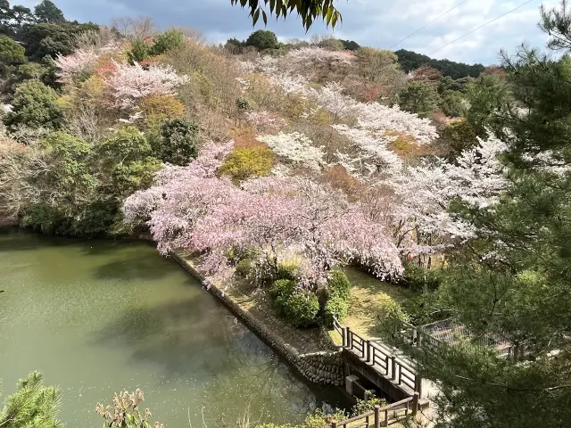 添田公園の桜