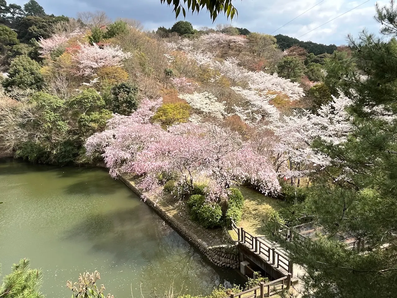 添田公園の桜