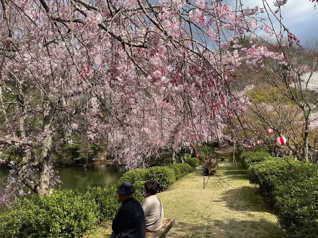 ソメイヨシノ、しだれ桜、八重桜など約1,500本が満開に