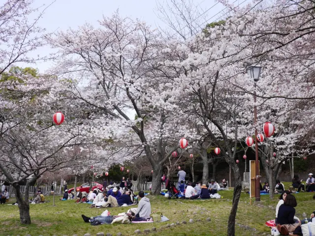 レジャーシートを広げてお花見を楽しむ人も多い