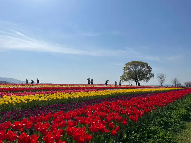 色とりどりのチューリップが風に揺れる美しい光景