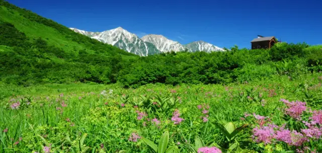 希少な高山植物や低木林が生い茂るハイキングコース