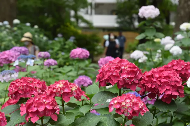 初夏のアジサイをはじめ季節の花も見もの