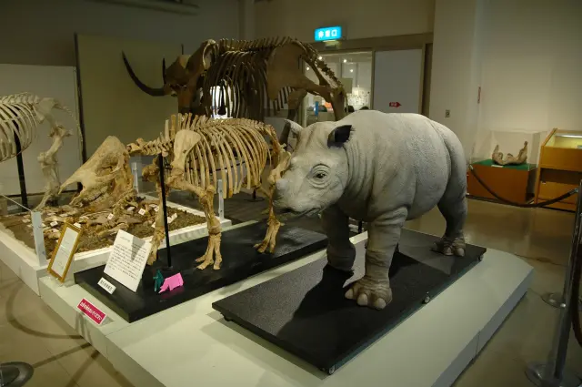 貴重な「ニッポンサイ」の復元骨格