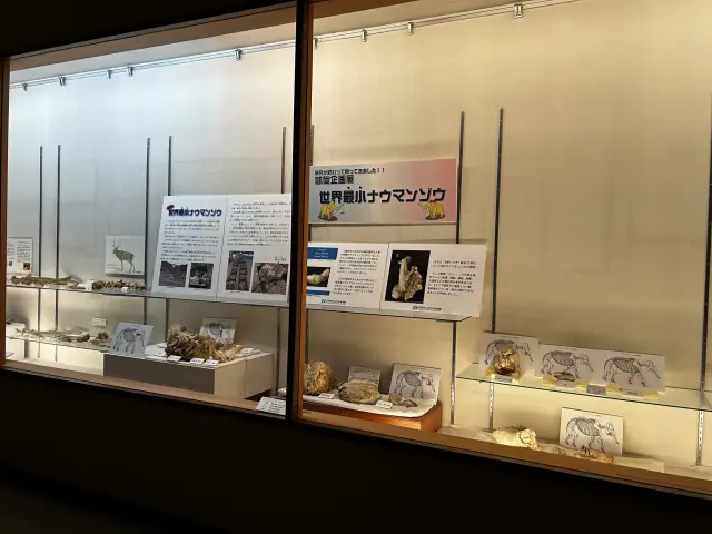 世界最小のナウマンゾウの化石