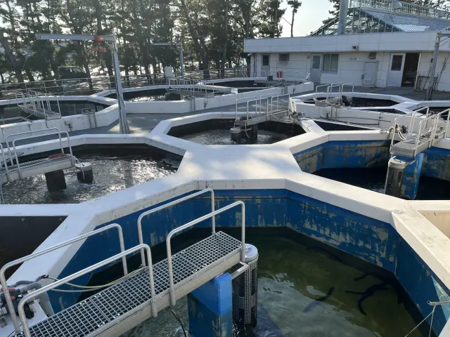 ウナギを養殖する「露地池」を観察できる貴重な体験も可能