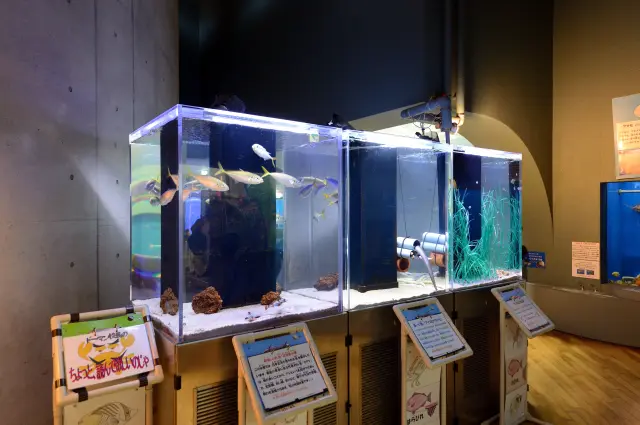 浜名湖に棲む生き物をはじめ、多彩な展示でわかりやすく紹介