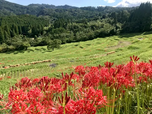 四季折々の美しい景観が広がる
©特定非営利活動法人大山千枚田保存会