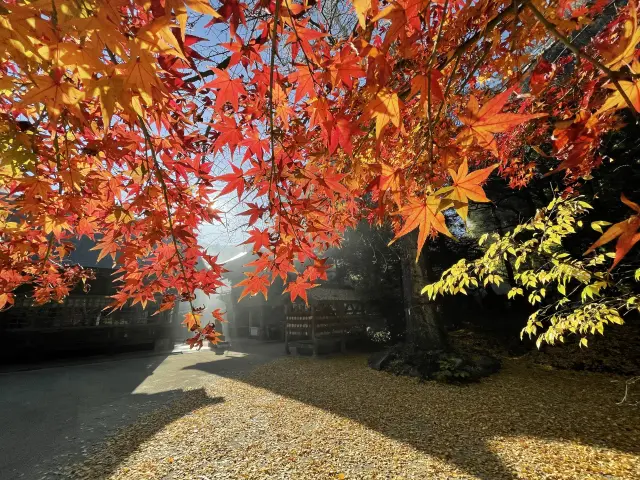 境内の木々が紅葉する秋も人気のシーズン