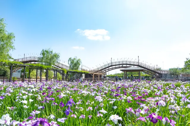 「あやめ（花菖蒲）」の見頃は6月10日