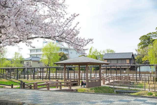 3月下旬〜は、桜が開花し始める